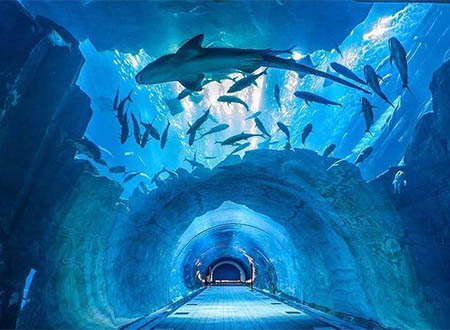 The Dubai Mall Tour (Half Day)