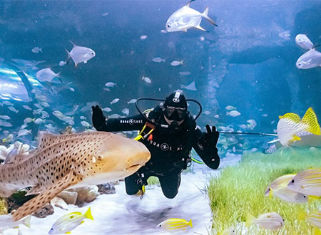 The National Aquarium Abu Dhabi Tour (Half Day)