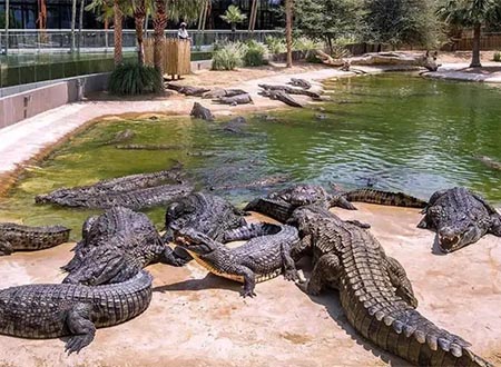 Dubai Crocodile Park Tour (Half Day)